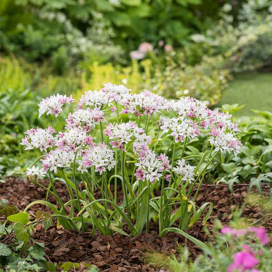 A close-up shot of the allium cameleon flower, showing off its star-like pink and white blooms. | copyright: Floramedia UK Ltd