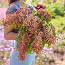 A person holding a bouquet of amaranthus coral fountan in a natural setting