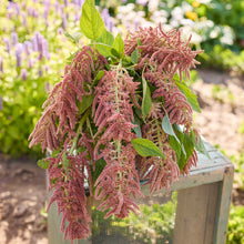 A potted plant of amaranth coral fountain flowers with dense, feathery pinkish-red seed heads and green leaves, displayed on a wooden crate in a garden setting.