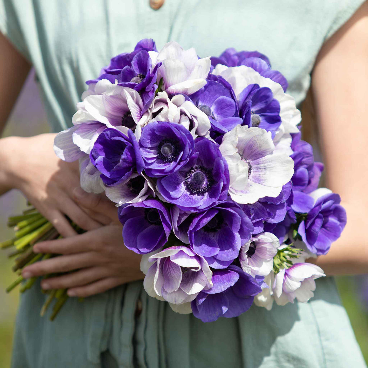 Vibrant purple and white midnight mix flowers are held in a girls hands, showcasing delicate petals.
