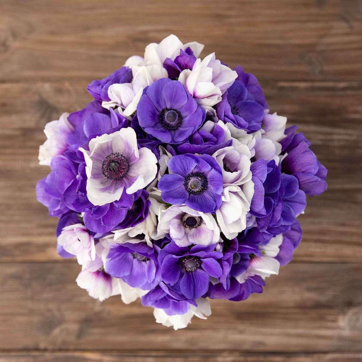 A close up of Midnight Mix Anemone bulbs, showing their vibrant purple and white flowers.  