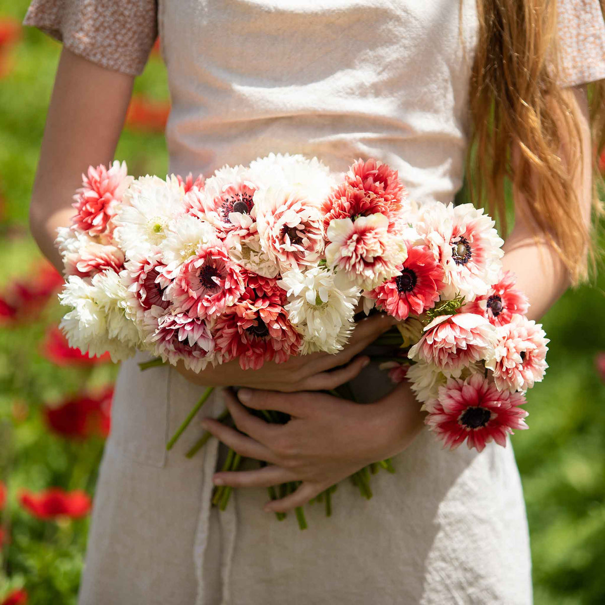A boquet of Elizabeth red and white anemone flowers held in a womans arms.