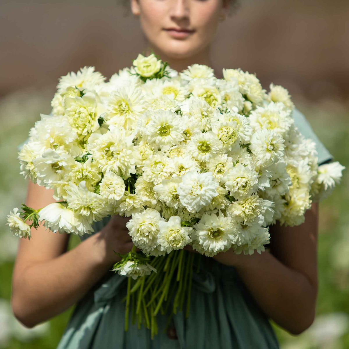 Close-up of a pure white Anemone Fullstar flower in a womans hands.