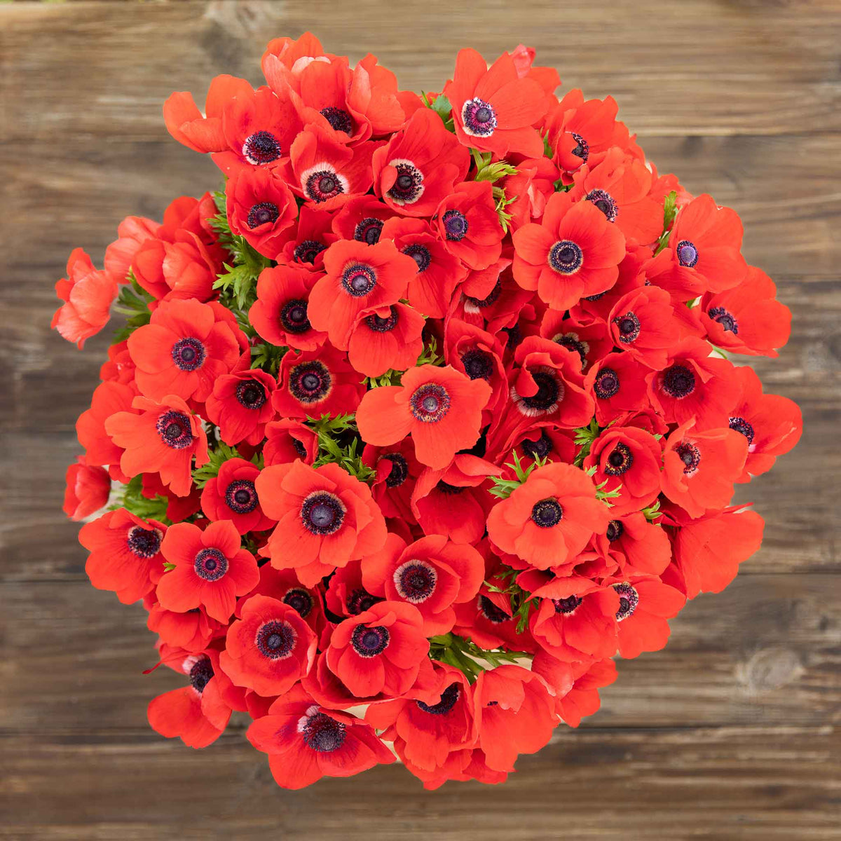 A vibrant red anemone boquet with a dark center is captured in close-up detail.