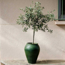 An arbequina olive tree in a glossy dark green ceramic pot, placed on a stone ledge against a textured beige stucco wall.