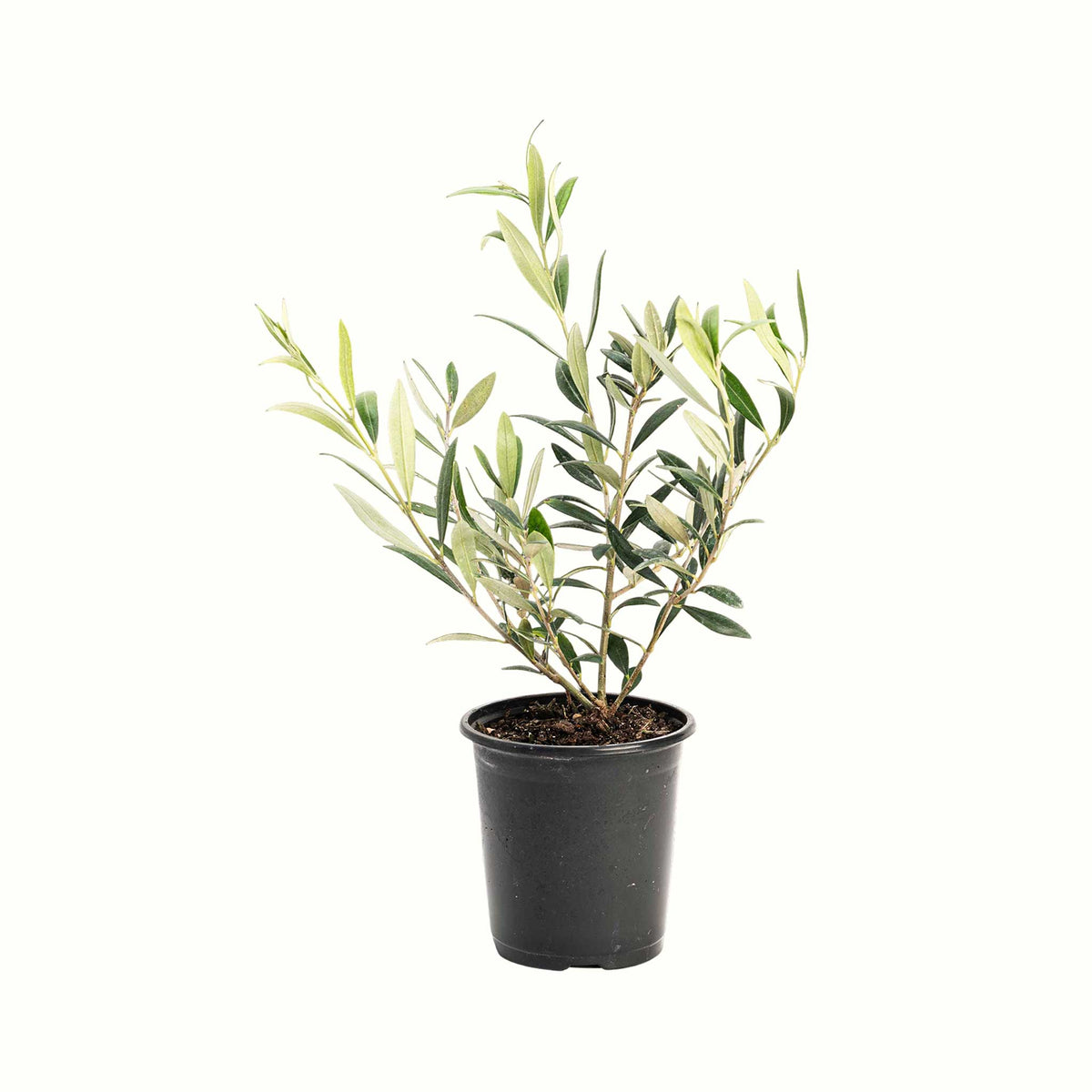 A potted young arbequina olive tree with green leaves and a bamboo stake, in a black plastic nursery pot, isolated on a white background.