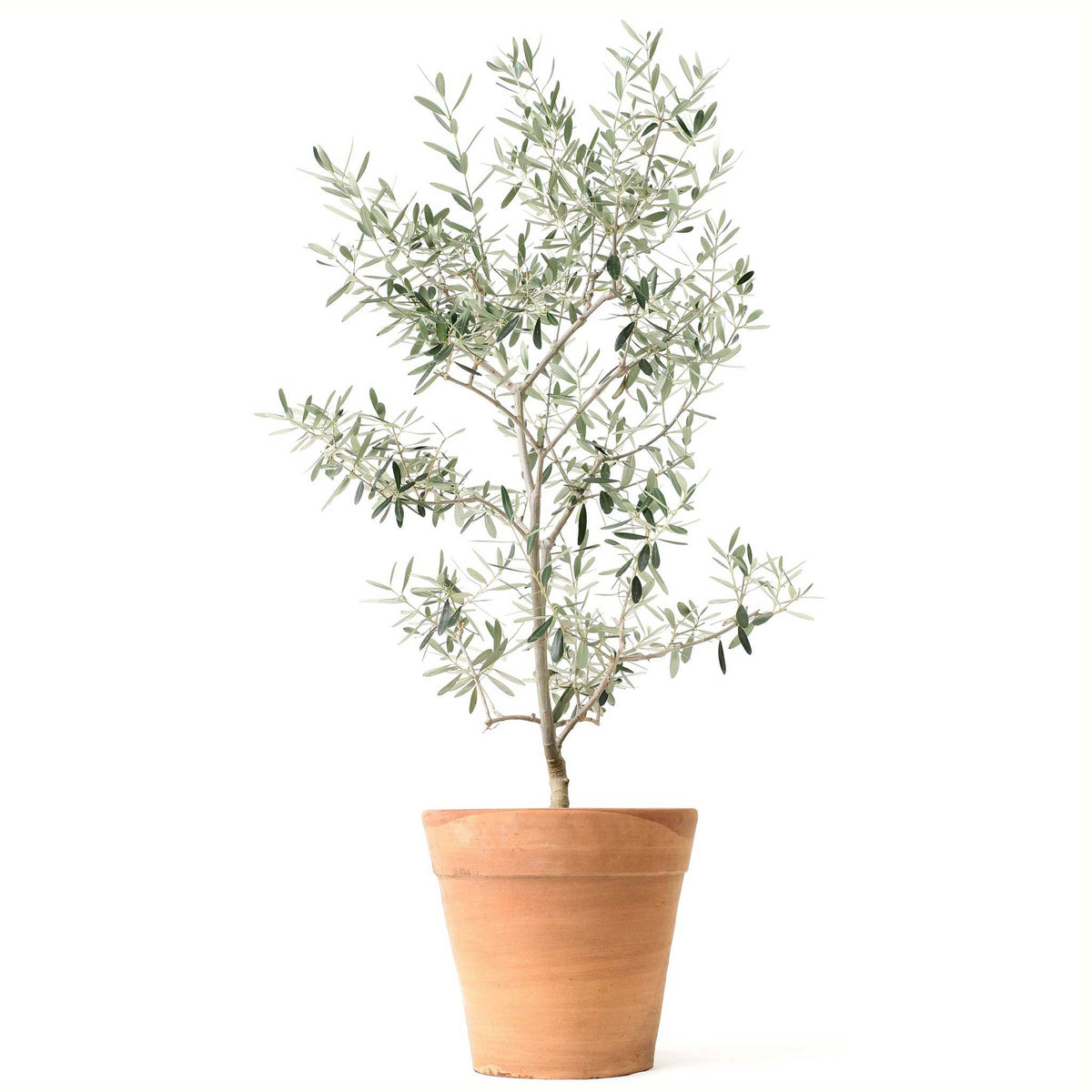 A potted young arbequina olive tree with green leaves and a bamboo stake, in a black plastic nursery pot, isolated on a white background.