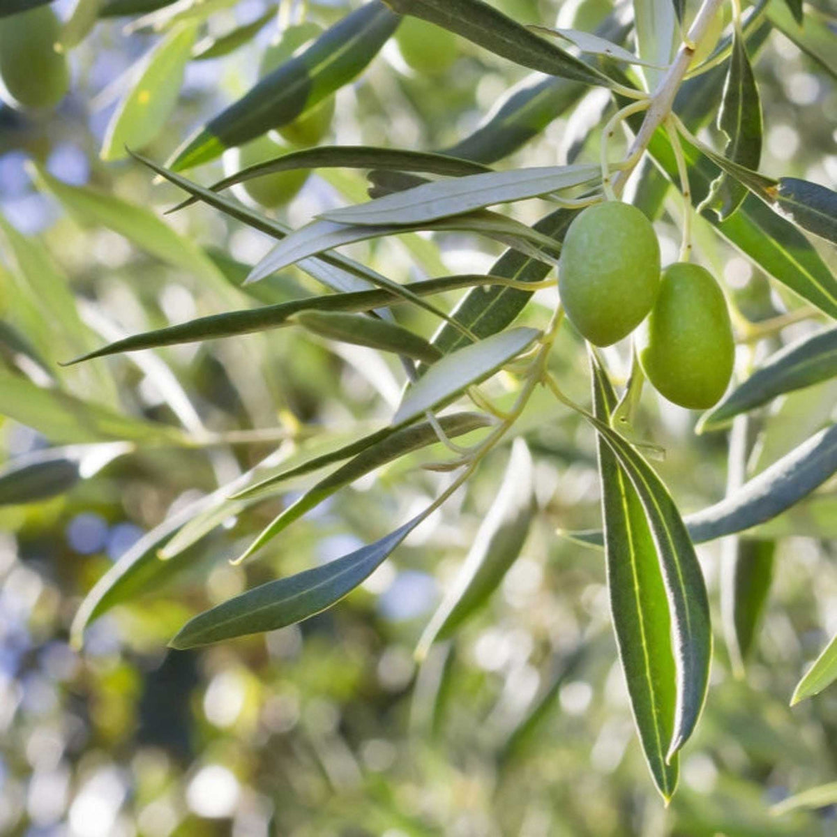 Close-up of green arbequina olives growing on an olive branch with slender green leaves, photographed outdoors with a softly blurred natural background.