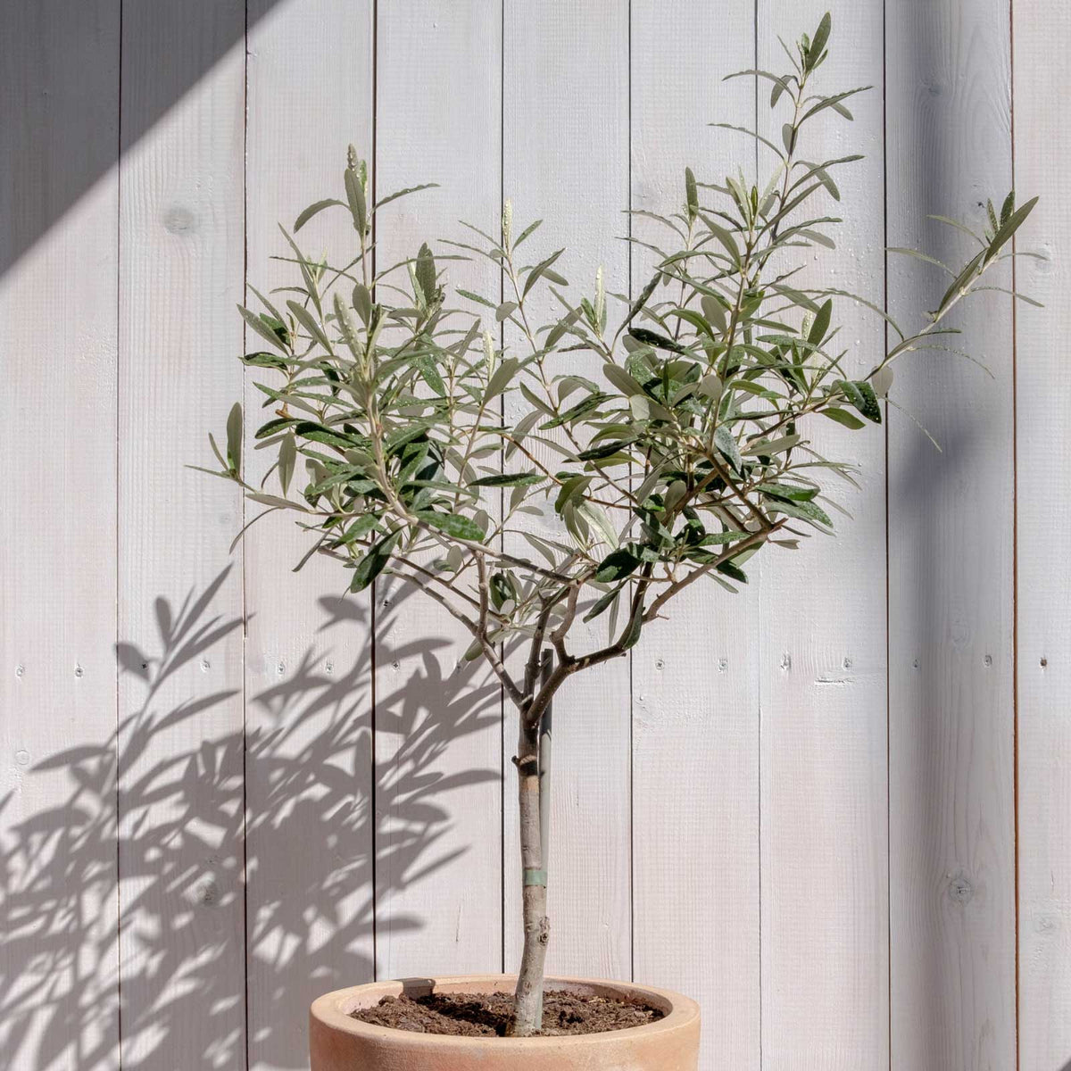 A potted young arbequina olive tree with green leaves and a bamboo stake, in a black plastic nursery pot, isolated on a grey background.
