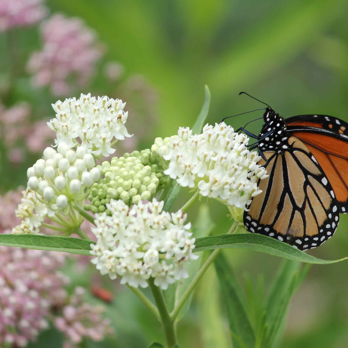 A close-up shot of white asclepia Swamp Milkweed flowers with green foliage in the background.