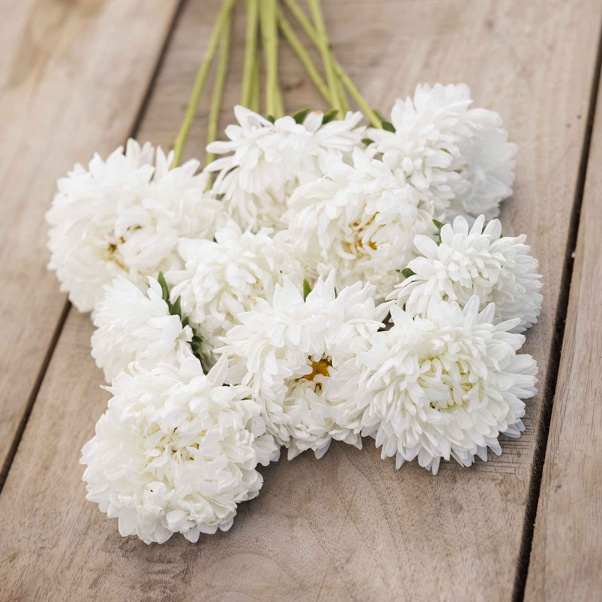 A aster duchess white bloom with dense petals and a yellow center.