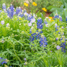A close-up shot of delicate, sky-blue baby blue eyes flowers with lush green foliage.