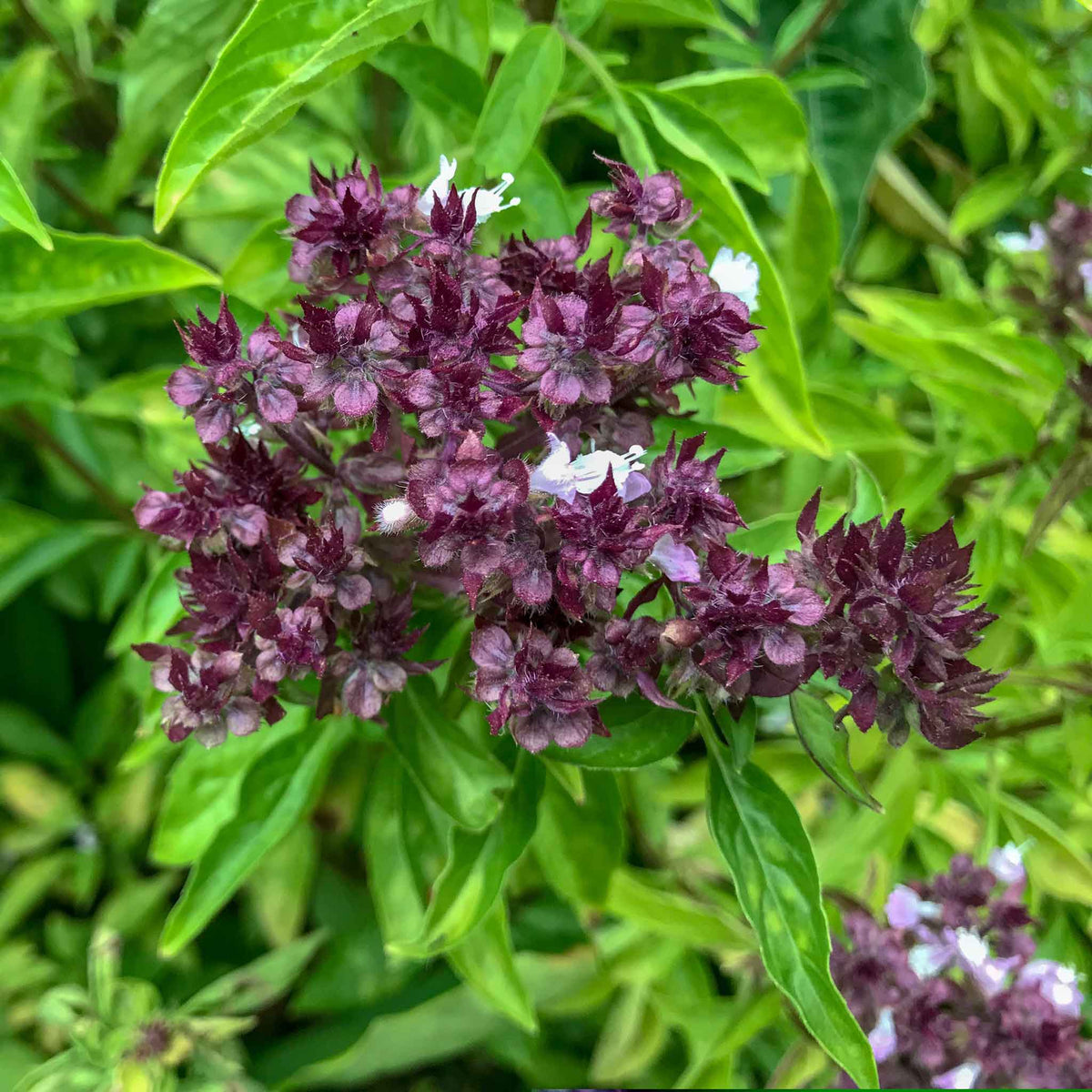 A top-down view of vibrant Cardinal basil showcasing its beautiful purple bloom.