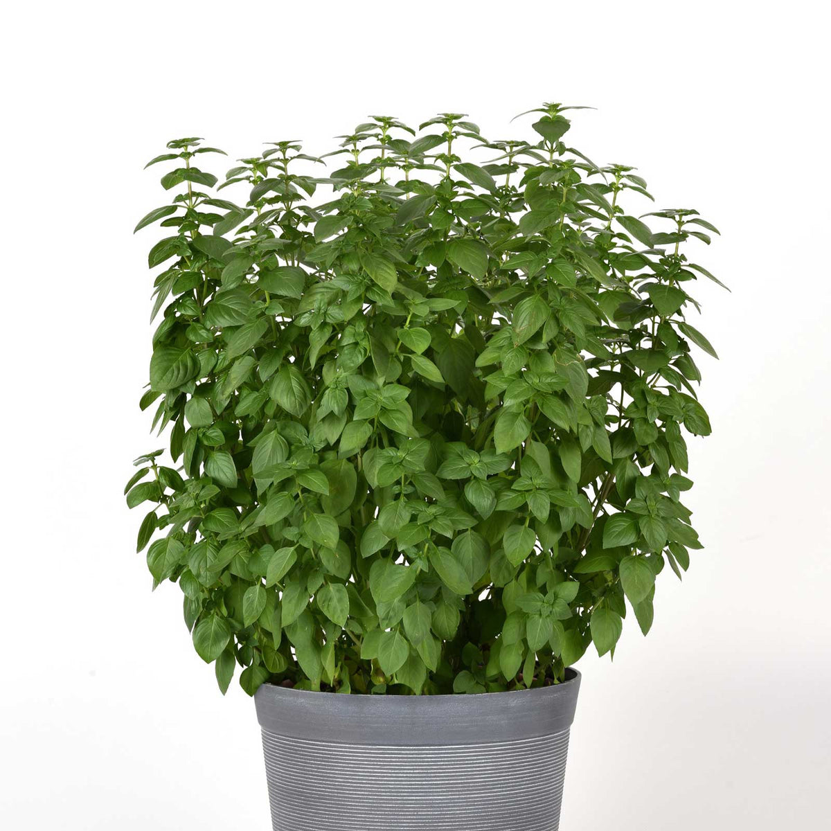 Basil everleaf lemon growing in a gray pot against a white background