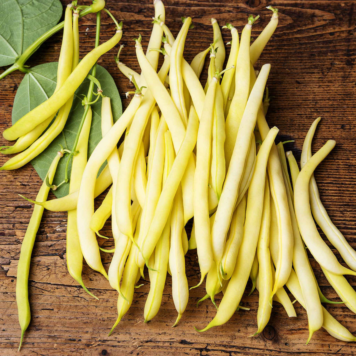 A close-up of several bright yellow Cherokee Wax beans, showcasing their smooth texture and vibrant color.