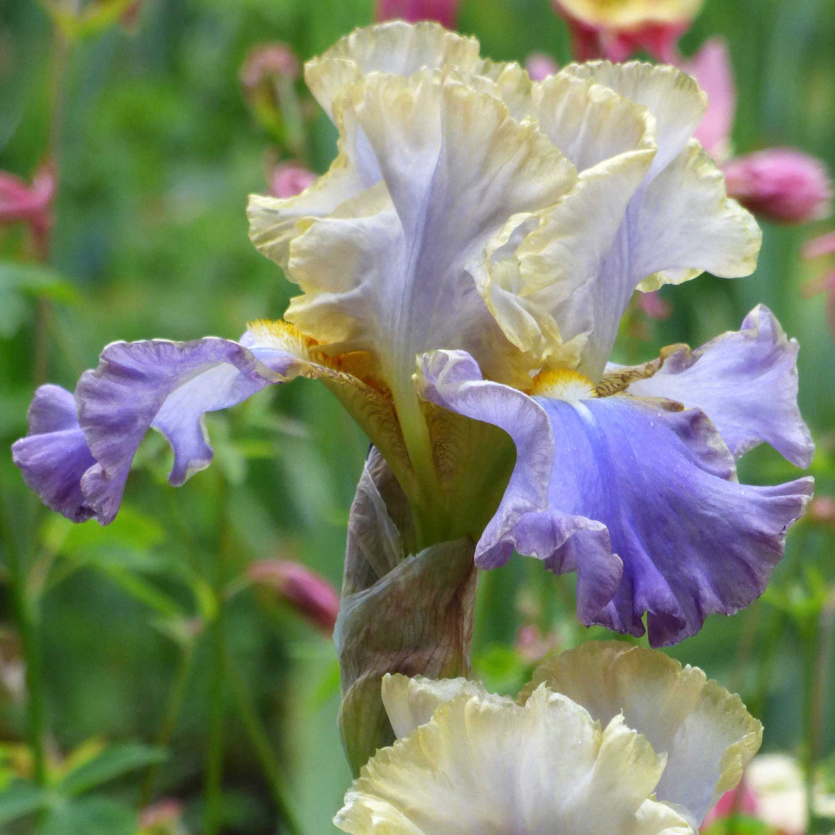 Red bearded iris gilt-edged bond with a yellow beard and green foliage in the background.