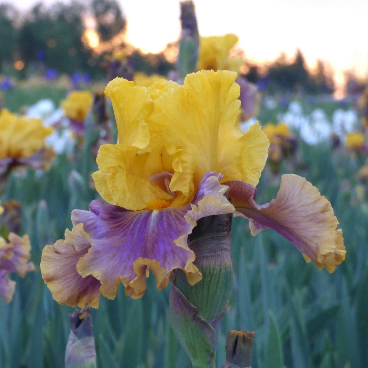 Bearded iris in living color with yellow blooms against a blue and purple blurred background.