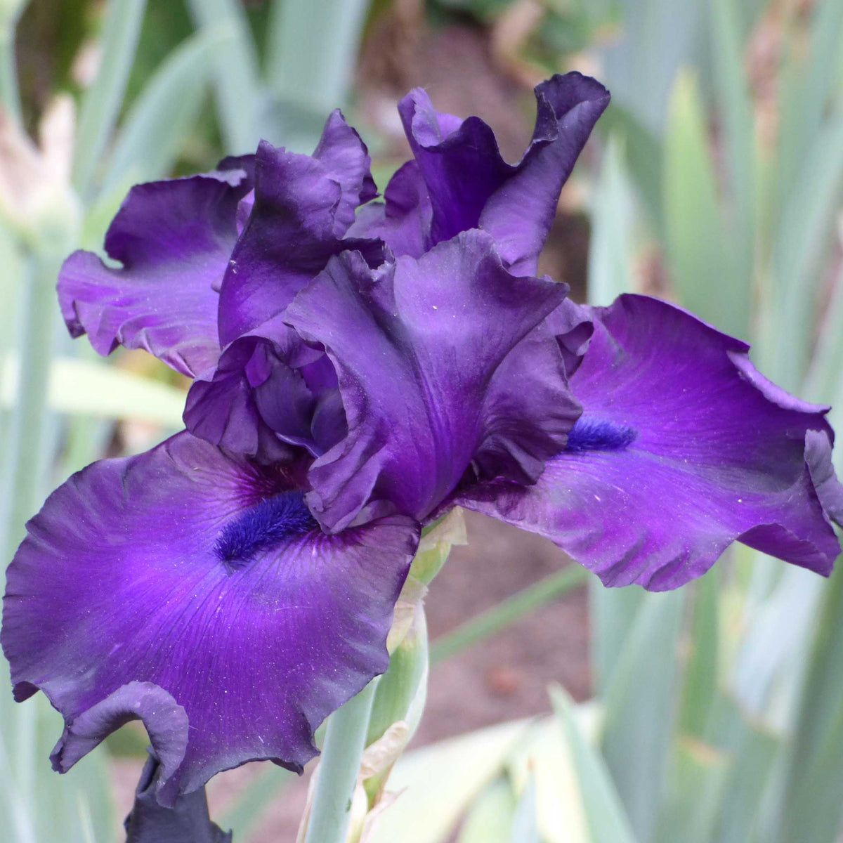 Close-up of a dark purple jimmy's jam bearded iris flower with a blurred background