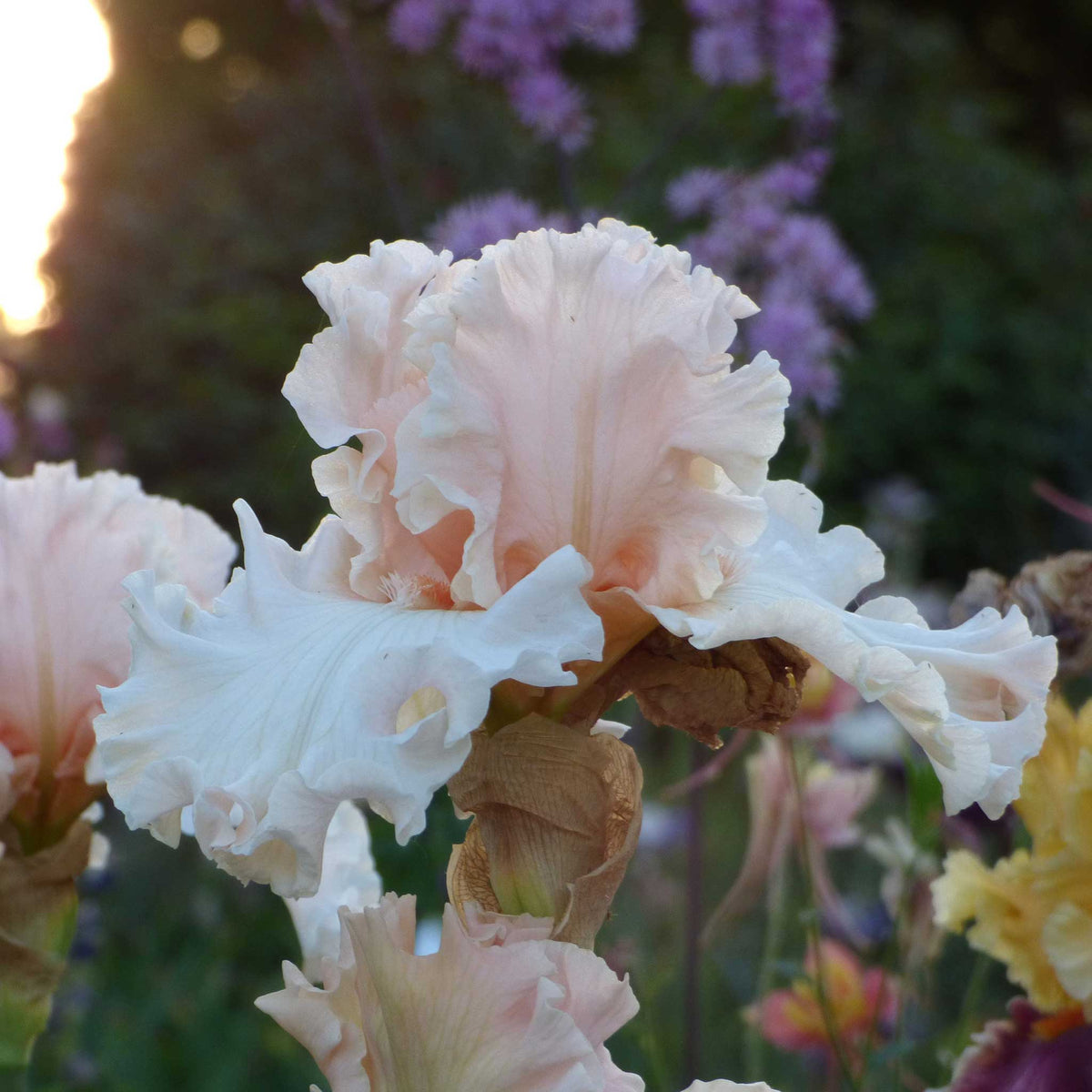 Close-up of a light pink magical bearded iris flower with a blurred background