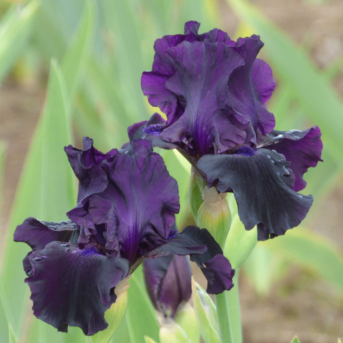 Close-up of a rich dark purple ozark rebounder bearded iris flower with a blurred background