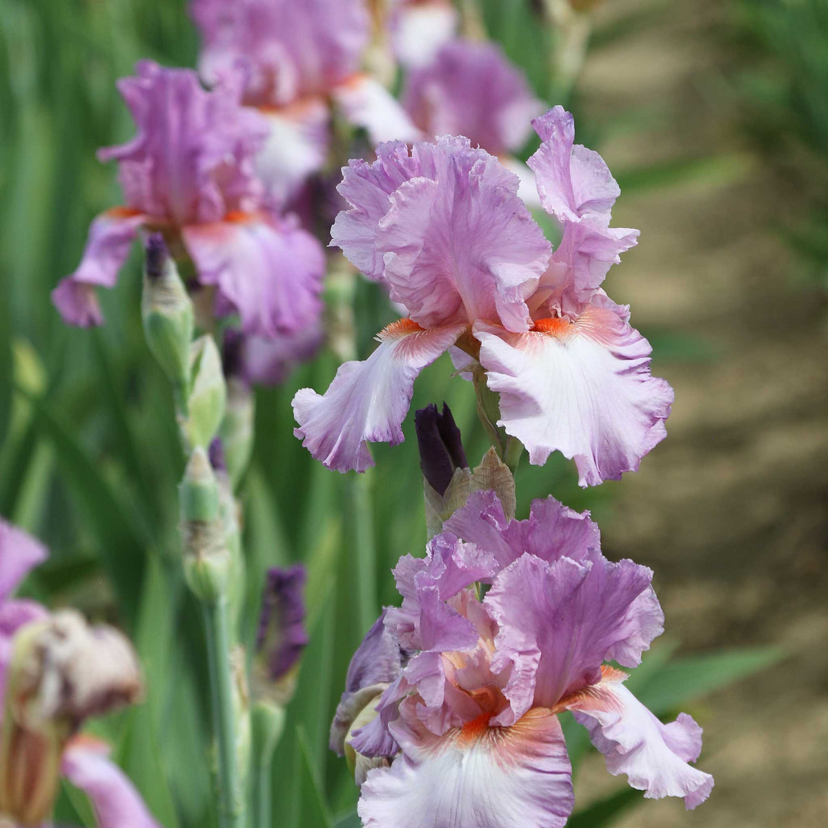 Close-up of a purple persian berry bearded iris flower with a blurred background