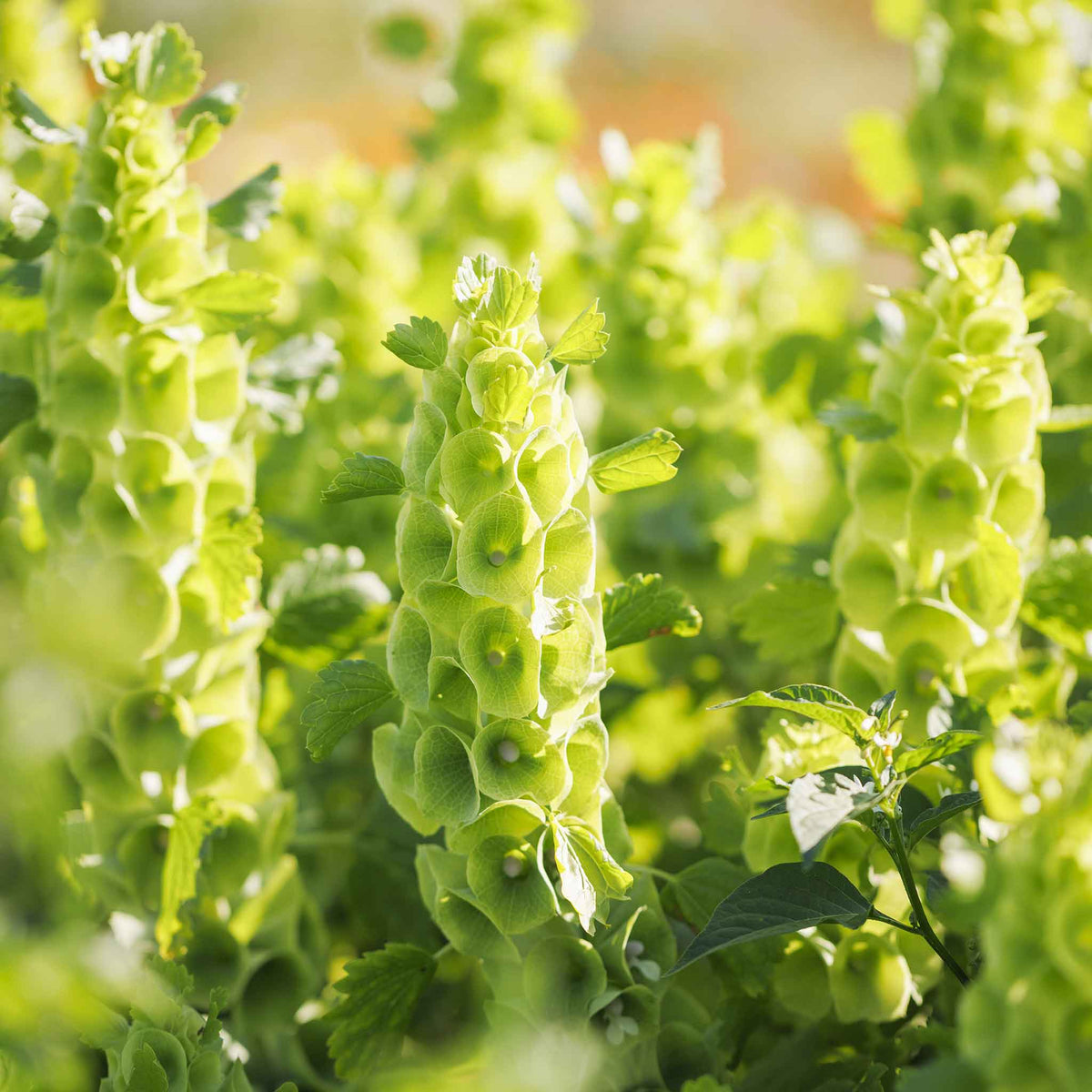 Close-up of a vibrant green bells of ireland flower with a blurred background.