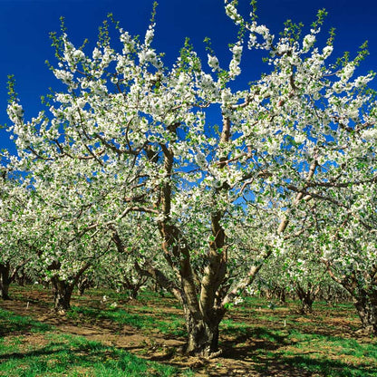 A blooming bing cherry tree covered in dense white flowers and green leaves, standing in a sunny orchard with rows of similar trees under a vivid blue sky.