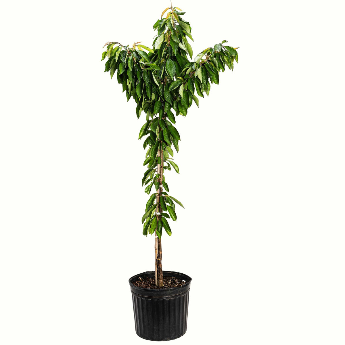 A potted young bing cherry tree with green leaves and a bamboo stake, in a black plastic nursery pot, isolated on a white background.
