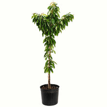 A potted young bing cherry tree with green leaves and a bamboo stake, in a black plastic nursery pot, isolated on a white background.