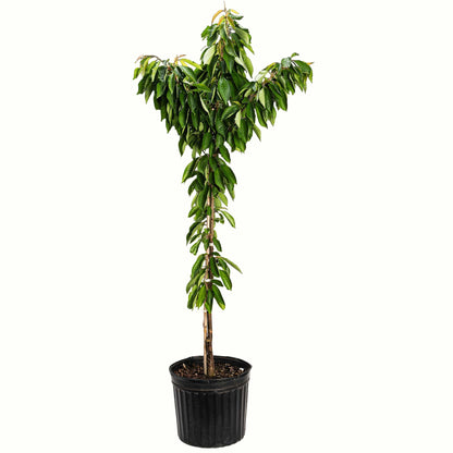 A potted young bing cherry tree with green leaves and a bamboo stake, in a black plastic nursery pot, isolated on a white background.