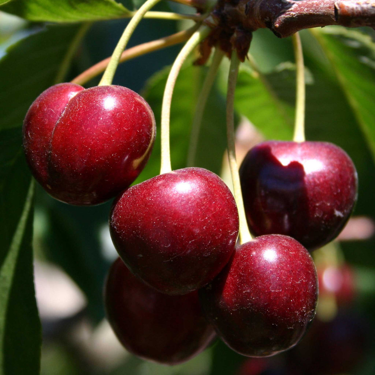 A close-up of several ripe, glossy dark red cherries hanging from a bing cherry tree branch with green leaves in the background.