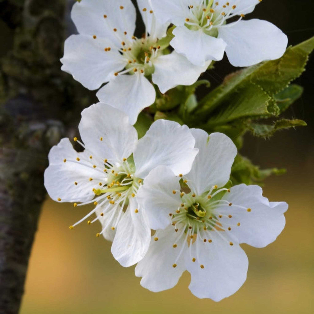 Close-up of white flowers with green leaves on a blurred background from the bing cherry tree