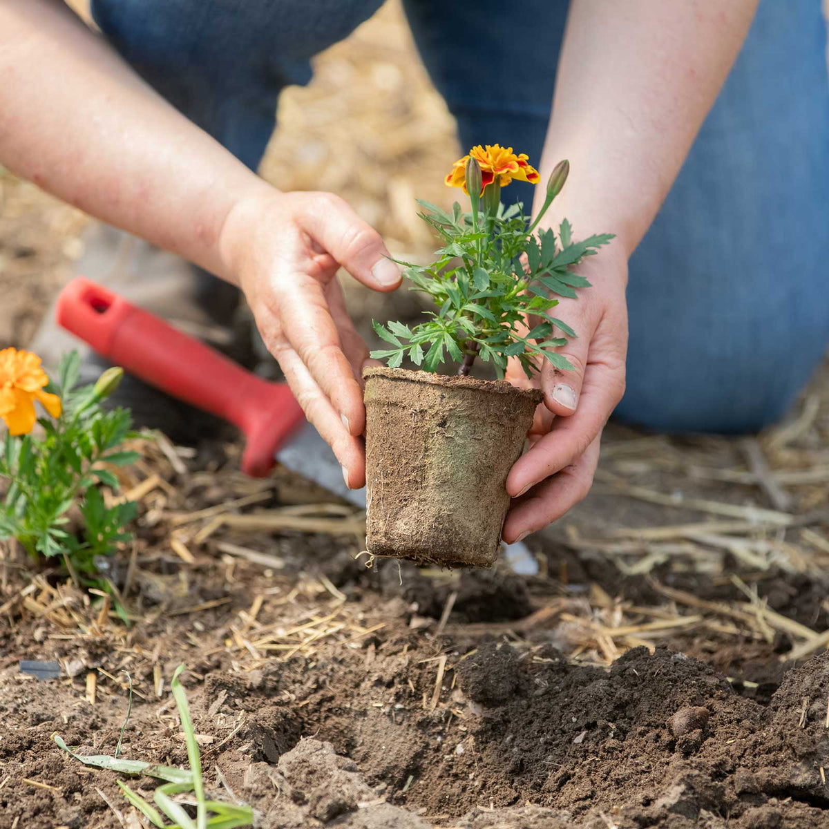 Person planting a small potted plant in the ground using the cowpots biodegradable starting pots.