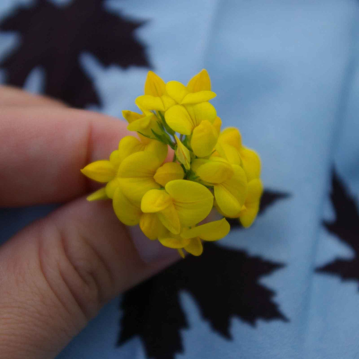 Close-up of a blooming Birdsfoot Trefoil flower with vibrant yellow petals on blue background