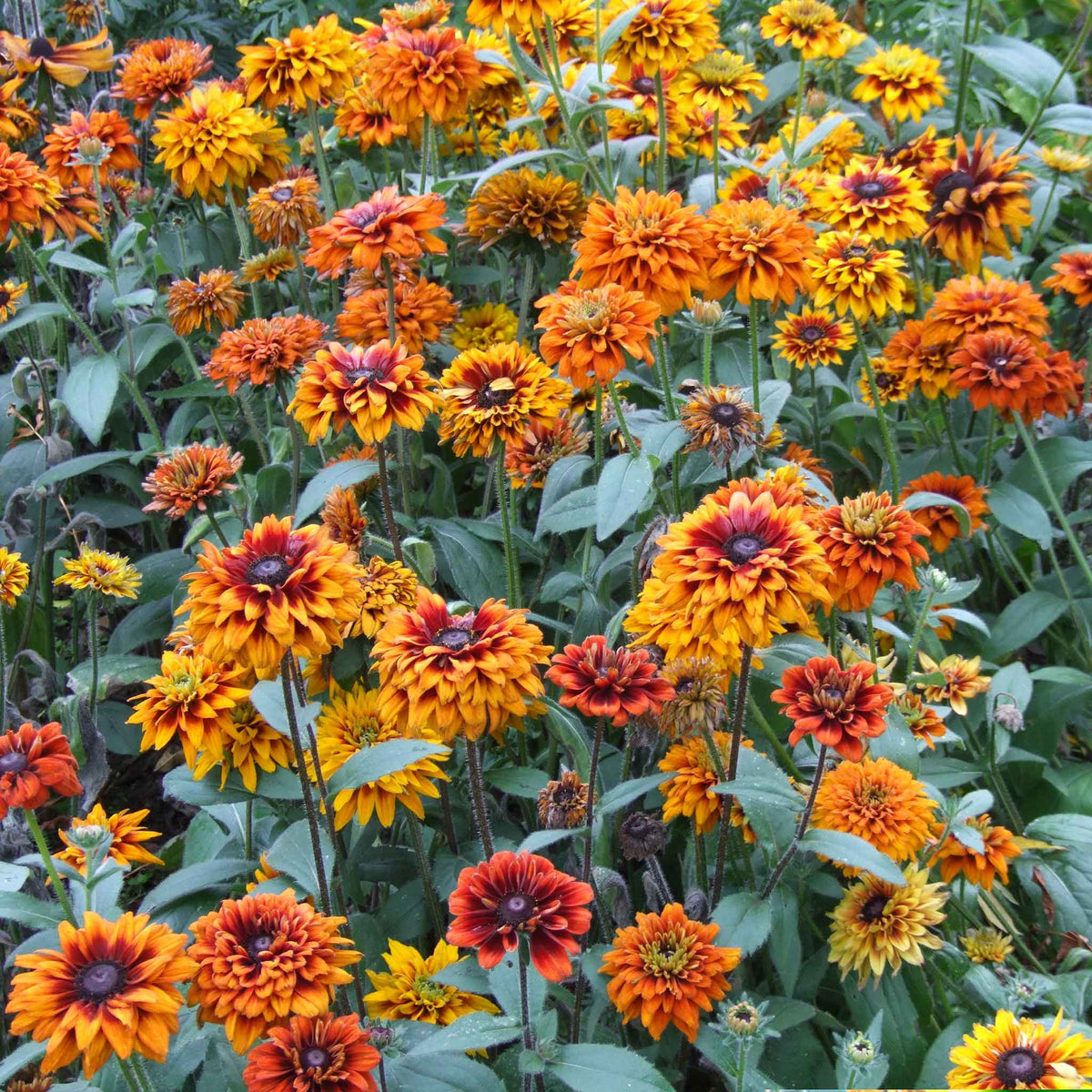 A close-up of a Black Eyed Susan "Cherokee Sunset" bloom with orange and yellow petals and a dark center.