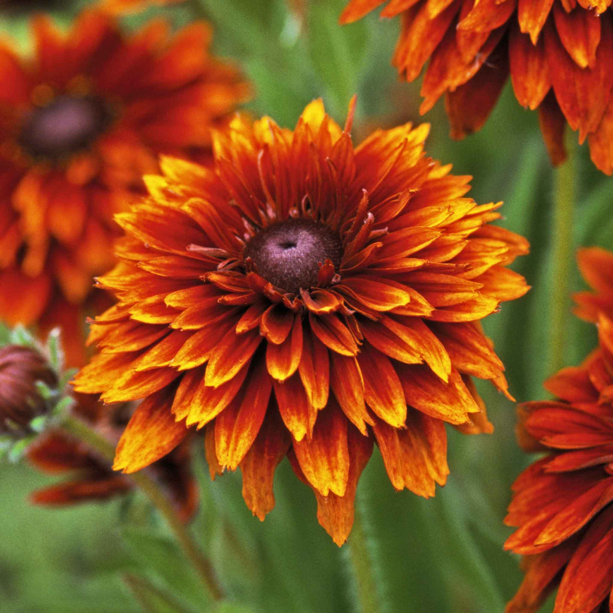 A close-up of a black-eyed susan cherokee sunset flower with bright yellow petals.