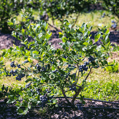 A bluecrop blueberry bush in a garden or orchard, shown with clusters of ripe blueberries and green leaves. The background is a softly blurred outdoor setting with grass and more plants.