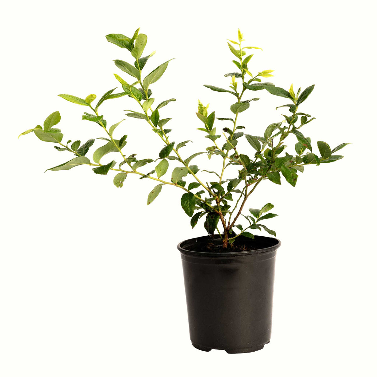 A potted young bluecrop blueberry bush with green leaves in a black plastic nursery pot, isolated on a white background.