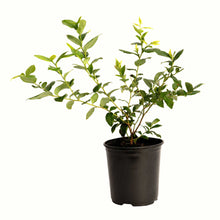 A potted young bluecrop blueberry bush with green leaves in a black plastic nursery pot, isolated on a white background.