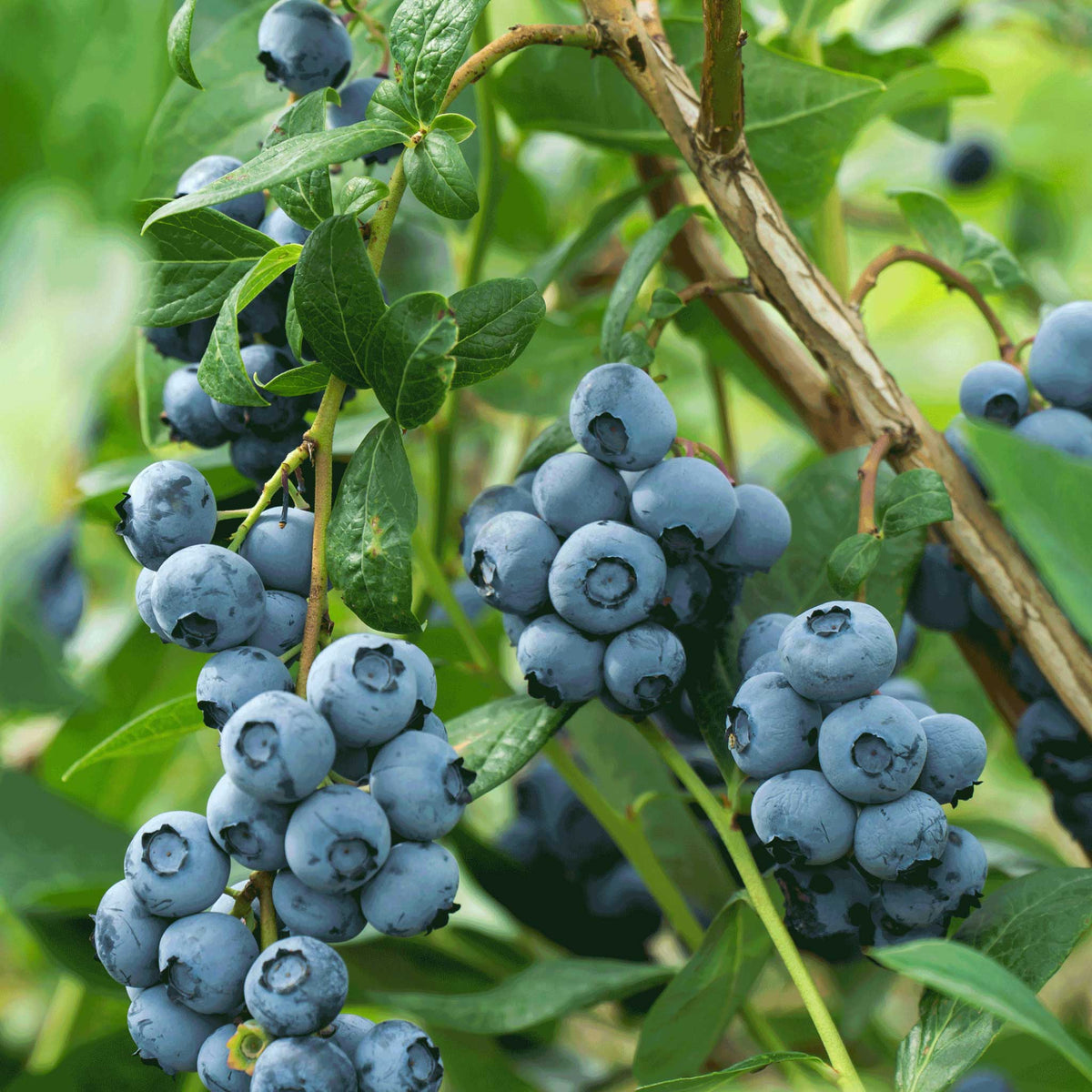 Clusters of ripe bluecrop blueberry fruit hanging from a leafy green bush, with natural sunlight and soft background bokeh.