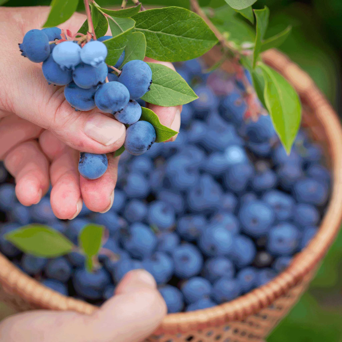 A close-up of a hand holding a cluster of fresh blueberries from bluecrop blueberry bush on a branch, with a woven basket filled with more blueberries in the background.