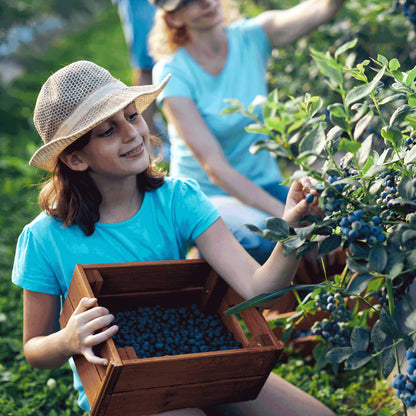 A young girl in a straw hat and bright blue shirt harvests blueberries from a bluecrop blueberry bush, holding a wooden crate filled with the berries. A woman is visible in the background of the outdoor garden setting.