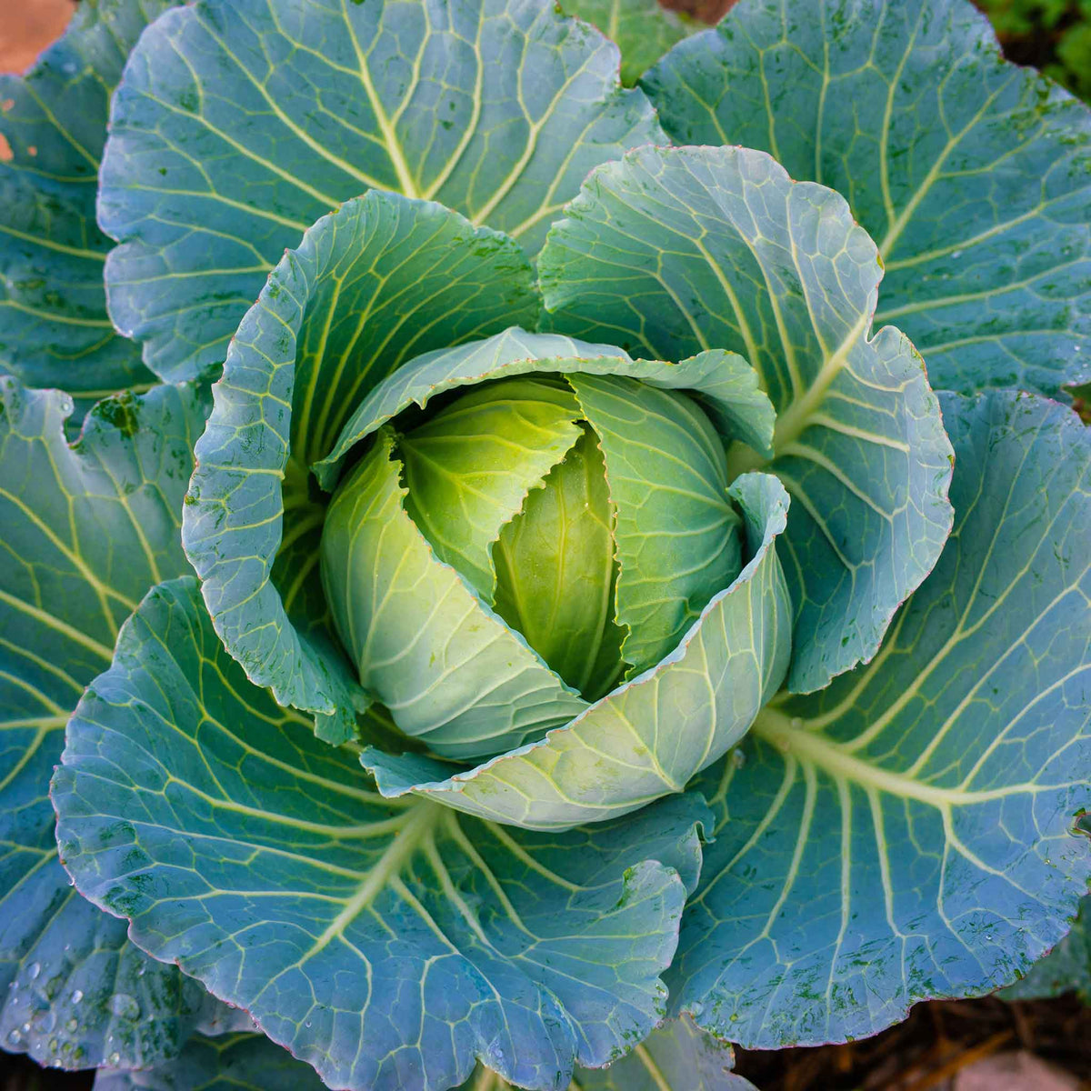 Overhead view of mature brunswick cabbage ready for harvest.