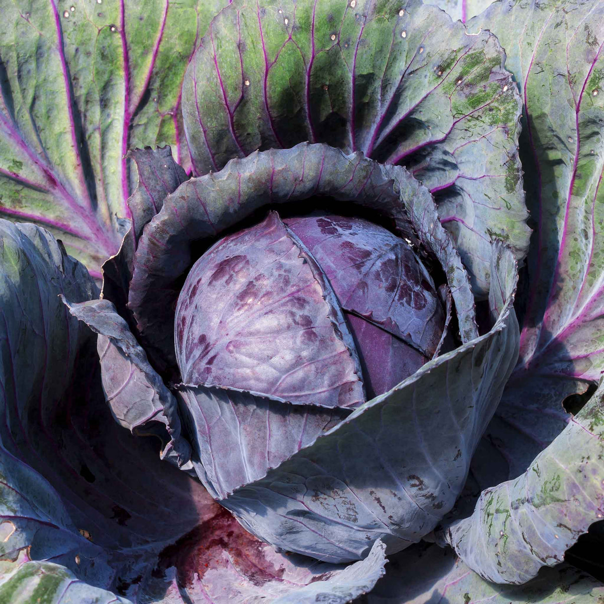 Overhead view of mature Red Acre cabbage ready for harvest.