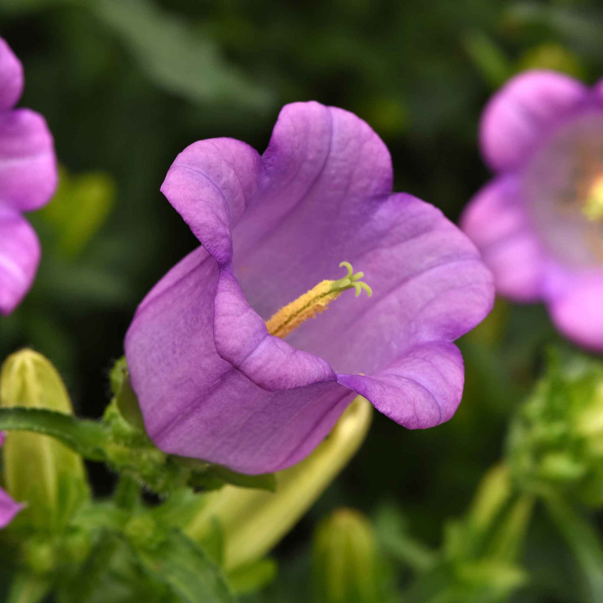 A close-up of canterbury Bells Mixed shows a pruple bloom with yellow stamens and dark green leaves.