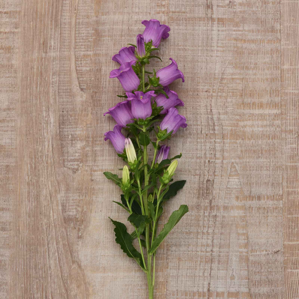 Close-up of Canterbury Bells Campana Lilac shows tall purple flowers against a plain tan background.