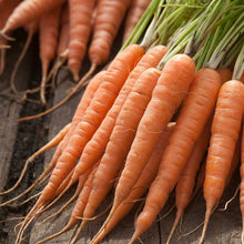A bunch of red cored Chantenay carrots with green tops are arranged on a dark background. | copyright: Floramedia UK Ltd