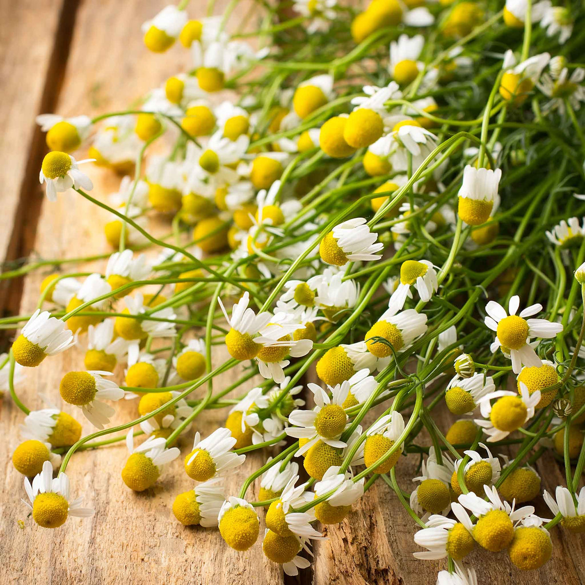 Close-up of organic German Chamomile flowers with white petals and a yellow center.