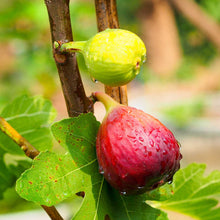Two fresh figs hanging from a chicago hardy fig tree branch, one green and one red, covered in water droplets and surrounded by green leaves.