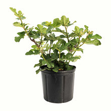 A potted young chicago hardy fig tree with green leaves in a black plastic nursery pot, isolated on a white background.